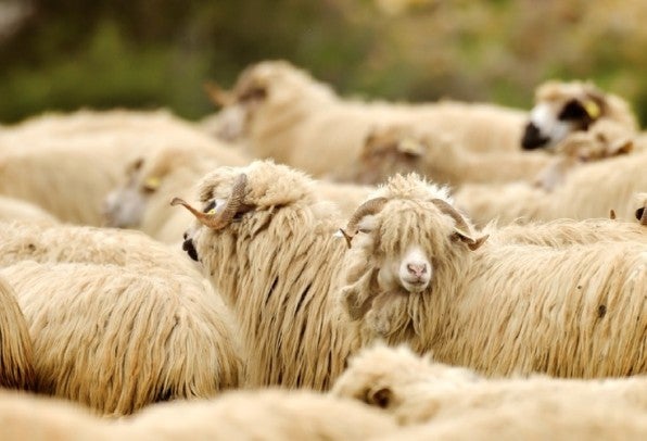 Wir Menschen sind Herdentiere: Experimente haben bestätigt, dass wir unsere Aussagen unter Beobachtung anpassen, um nicht aufzufallen. (Foto: aabeele / Shutterstock)