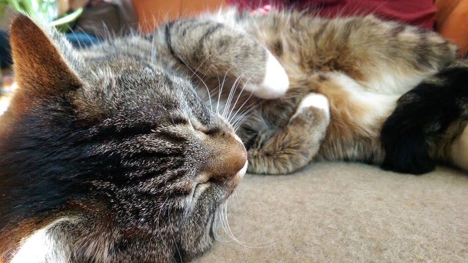 (Foto: Johannes Schuba)