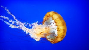 Wie der Klimawandel den Lebensraum für Quallen vergrößert – und warum das ein Problem ist