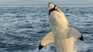 So viele Übernahmen haben Facebook, Google, Apple und Co. 2015 abgewickelt [Startup-News]