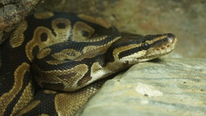 Auch unter Hackern ist Python beliebteste Programmiersprache Auch unter Hackern ist Python beliebteste Programmiersprache