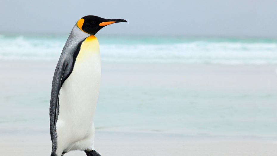 Das Logo für Linux ist ein Pinguin. (Foto: Ondrej Prosicky / Shutterstock) Linux: Warum gibt es eigentlich über 600 Distributionen?