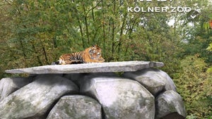 Virtuelle Tiger im Kölner Zoo: So sieht Snapchat-AR-Marketing in der Praxis aus Virtuelle Tiger im Kölner Zoo: So sieht Snapchat-AR-Marketing in der Praxis aus