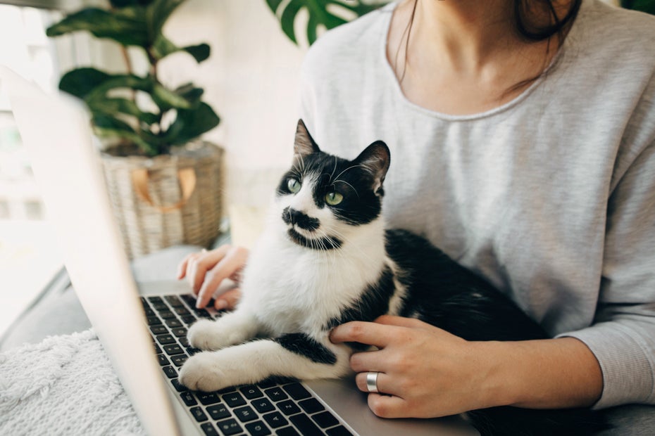 Katzen machen Stress schlimmer? Das steckt hinter den überraschenden Studienergebnissen