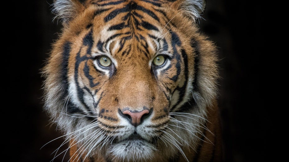 Die Katze im Sack? Tiger-King-Star Carole Baskin launcht Kryptowährung Die Katze im Sack? Tiger-King-Star Carole Baskin launcht Kryptowährung