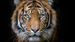 Die Katze im Sack? Tiger-King-Star Carole Baskin launcht Kryptowährung