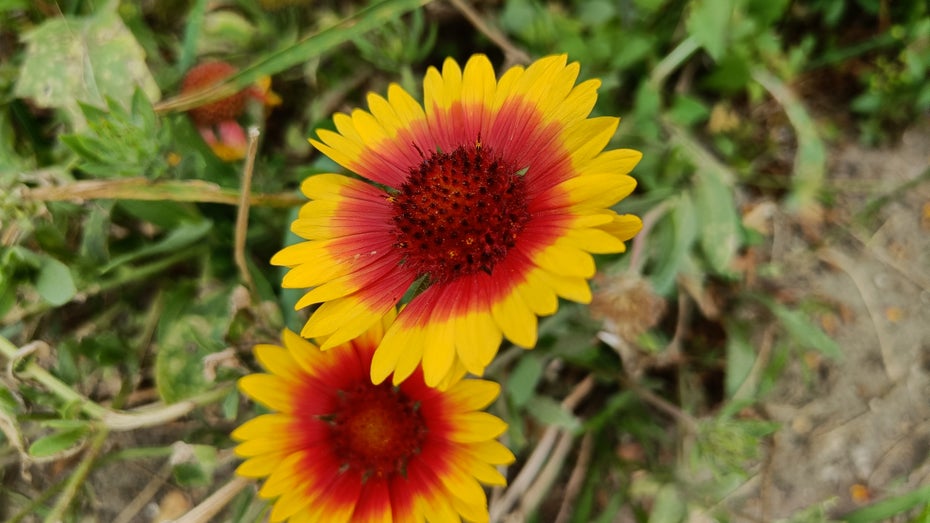 Oneplus Nord 2 5G – Fotosample. (Foto: t3n)