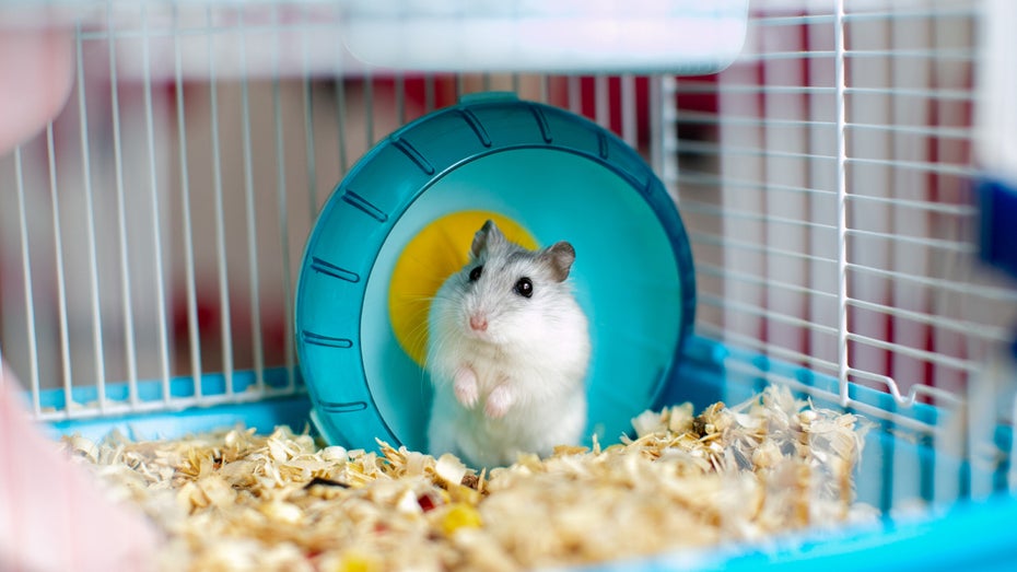 Sind Hamster die besseren Trader? (Foto: Shutterstock.com) Elon Musk treibt versehentlich Altcoin nach oben: „Dieser Hamster hat irre Fähigkeiten“