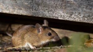 Gentechnologie: Bit-Mouse-DAO will Mäusen Bitcoin einpflanzen