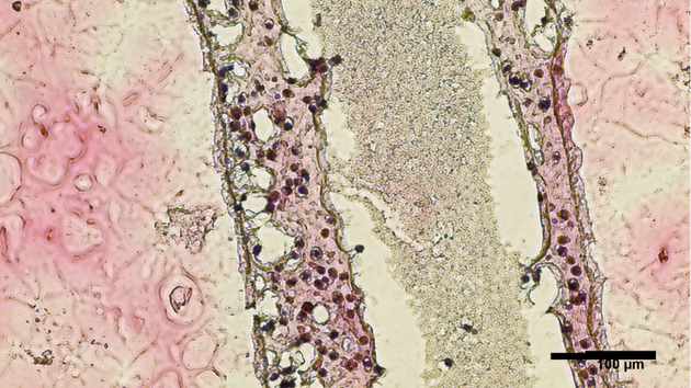 Hoden aus dem 3D-Drucker: Wissenschaftler wollen knstliches Sperma  produzieren | t3n