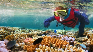 Massenbleiche am Great Barrier Reef – können Startups helfen? Massenbleiche am Great Barrier Reef – können Startups helfen?