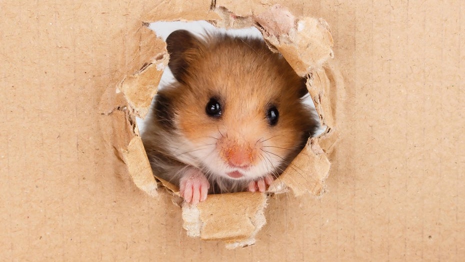 Vorsicht, aggressiver Hamster. (Foto: Ilyashenko Oleksiy/Shutterstock) Gen-Experiment: Forscher verwandeln süße Hamster versehentlich in wahre Kampfmonster