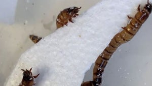 Umweltverschmutzung: Wissenschaftler entdecken Superwurm, der von Styropor leben kann