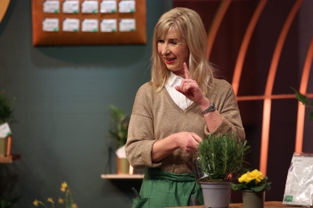 DHDL Startup Blattgold