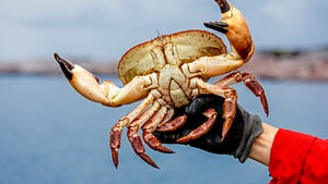 Nachhaltige Erfindung: Akkus aus Krabbenpanzern