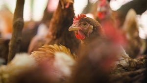 Nachweis der Vogelgrippe in fünf Minuten: So funktioniert ein neuer Biosensor Nachweis der Vogelgrippe in fünf Minuten: So funktioniert ein neuer Biosensor