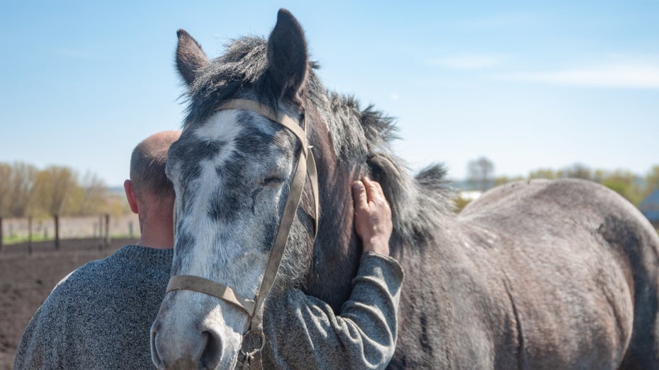 Wie Pferde bei der Roboterentwicklung helfen sollen