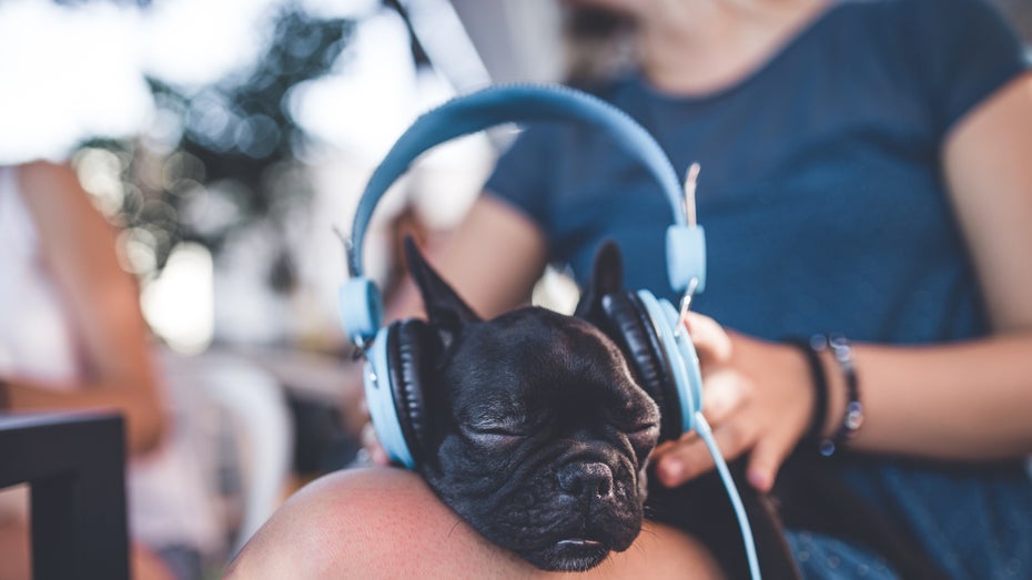 „Legal Lullabies“ liest dir AGB vor, damit du einschlafen kannst