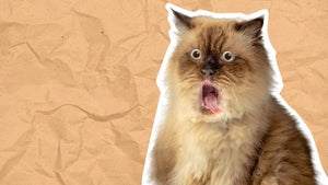 .meme: Google vergibt neue Domain – und die Katzen sind schon da .meme: Google vergibt neue Domain – und die Katzen sind schon da