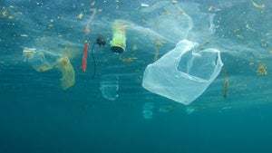 Muschel-Plastik: Dieser neue Werkstoff löst sich im Meer einfach auf