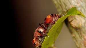 Nvidia-Grafikkarten-Alptraum: Ameisen hinterlassen Spur der Zerstörung in Gaming-PC Nvidia-Grafikkarten-Alptraum: Ameisen hinterlassen Spur der Zerstörung in Gaming-PC