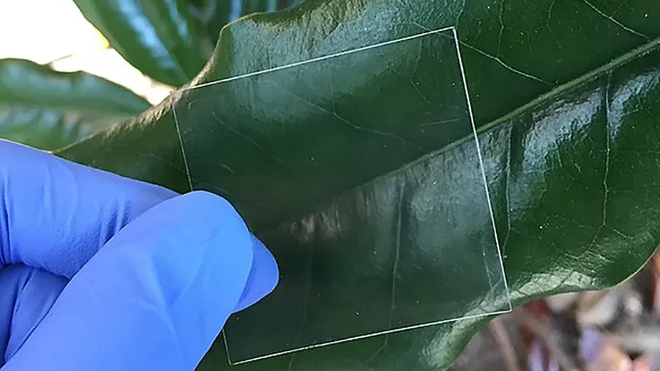 Robuster als Glas: Werden unsere Smartphone-Displays bald von transparentem Holz geschützt?