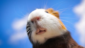 Neue Kameratechnologie zeigt uns endlich, wie Tiere die Welt sehen Neue Kameratechnologie zeigt uns endlich, wie Tiere die Welt sehen