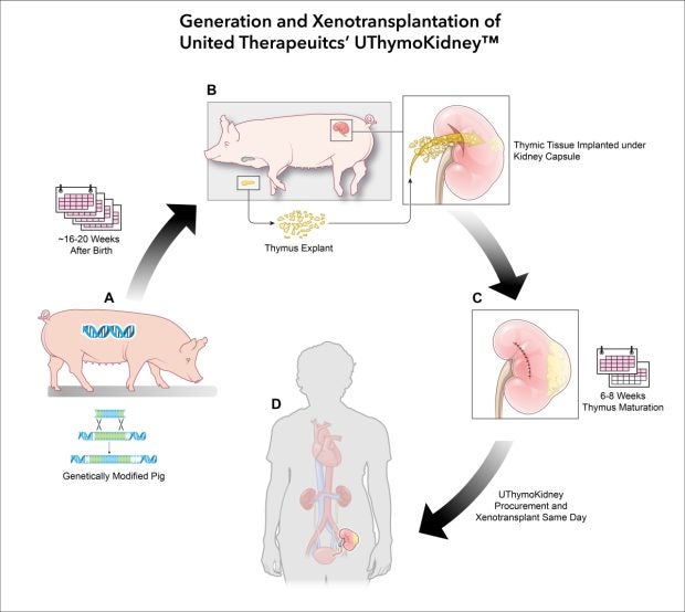 Grafik zur Produktion der genetisch veränderten Schweineniere