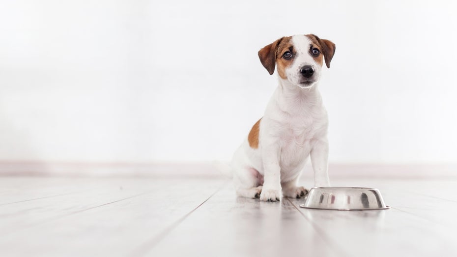 Unternehmen klonen Hunde für Reiche – Forschende sehen darin vertane Chancen