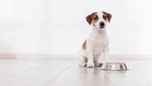 KI soll Hundesprache übersetzen: Wie ein Sprachmodell Vierbeiner verständlich macht