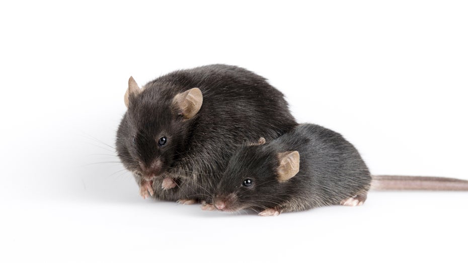 Von Männchen zu Weibchen: Forscher ändern erstmals das Geschlecht von Mäuseembryos