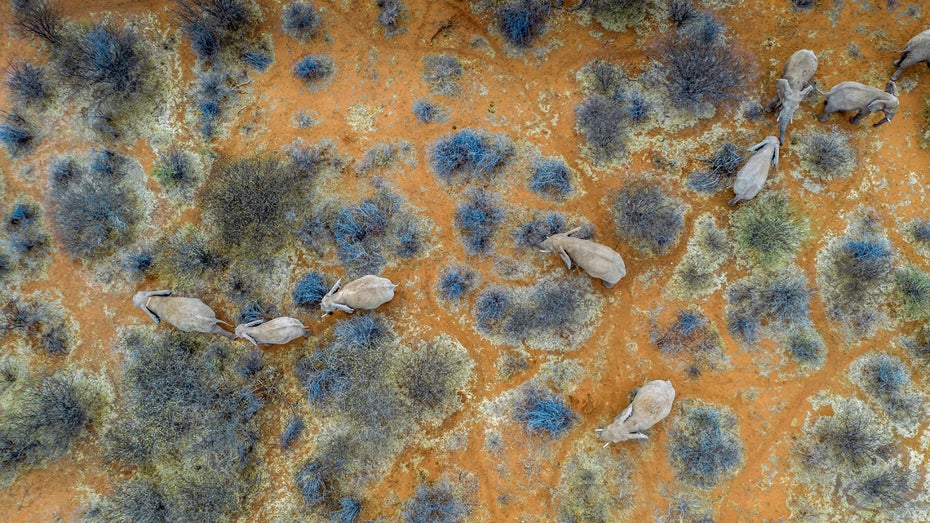 Das Internet der Tiere: So wollen Forscher die Natur in Echtzeit überwachen