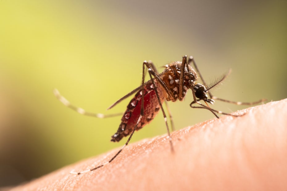 100 Percent Success Rate: Developer Creates AI Laser That Eliminates All Mosquitoes