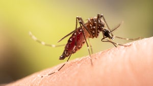 Diese Ultraschall-Apps sollen vor Mückenstichen schützen: Aber funktioniert das wirklich?