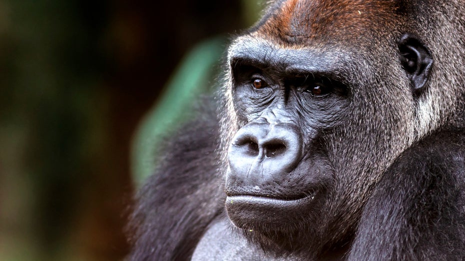 Zu viel Bildschirmzeit: Gorillas in US-Zoos haben ein echtes Smartphone-Problem