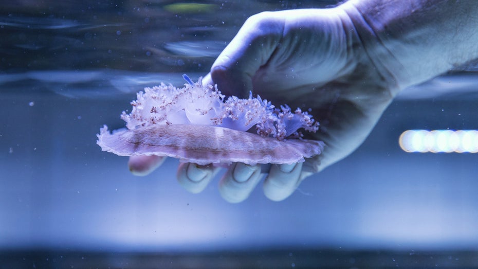 Quallen, Algen, Grillen: Womit wir uns in Krisenzeiten ernähren können