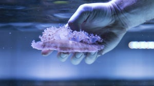 Quallen, Algen, Grillen: Womit wir uns in Krisenzeiten ernähren können