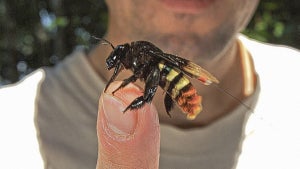 „Internet der Tiere”: Wie Tiere uns vor Naturkatastrophen schützen könnten