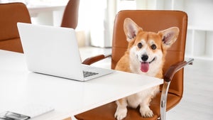 Bürohund als Benefit? Welche Branchen besonders tierlieb sind – und welche nicht