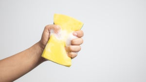 Unerwartete Datenspeicher: Überraschende Eigenschaften von Schwämmen entdeckt