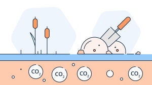 Wie viel CO2 entwässerte Moore freisetzen – Statistik der Woche