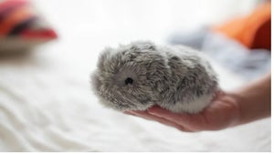 Roboter statt Haustier: Casio bringt KI-Hamster mit eigener Persönlichkeit auf den Markt Roboter statt Haustier: Casio bringt KI-Hamster mit eigener Persönlichkeit auf den Markt