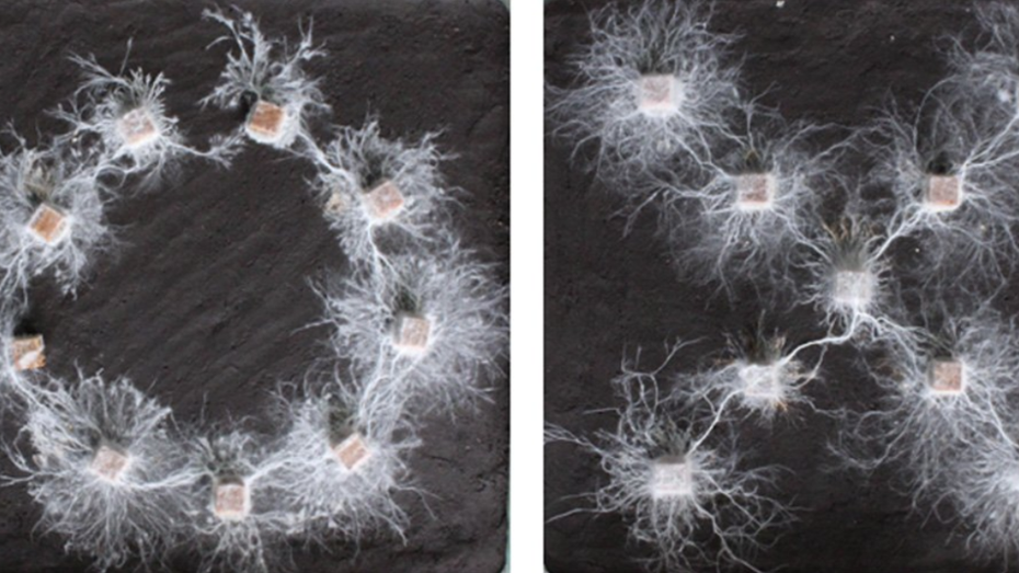 Zeichen von Intelligenz? Holzfressender Pilz soll Informationen verarbeiten können