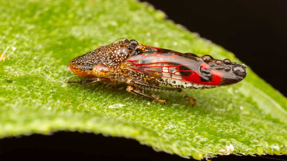 Zum Schutz von Trauben und Oliven: Warum Forschende ans Genom der invasiven Zwergzikade wollen