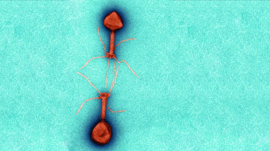 Gegen Antibiotika-Resistenzen: So könnten uns Phagen helfen