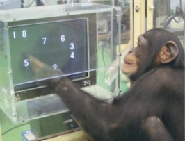 Schimpanse Zahlen