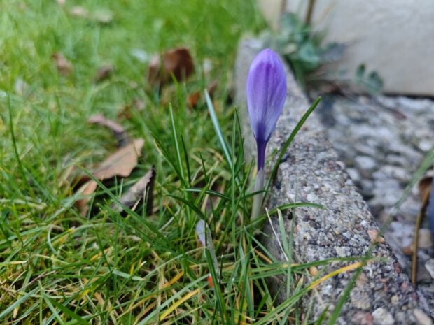 Eine Blume in der Nahaufnahme.