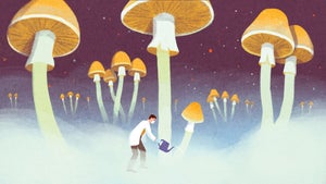 Psychedelika in der Therapie: Wer züchtet die Pilze für den medizinischen Markt?