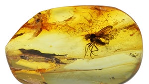 Bernstein aus dem Schnellkochtopf: Forschende simulieren Millionen Jahre in 24 Stunden