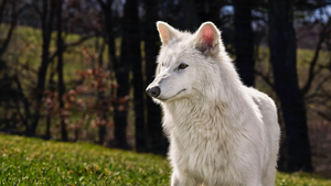 Ausgestorbener Schattenwolf oder Grauwolf: Warum an 20 Genveränderungen ein Streit entbrennt